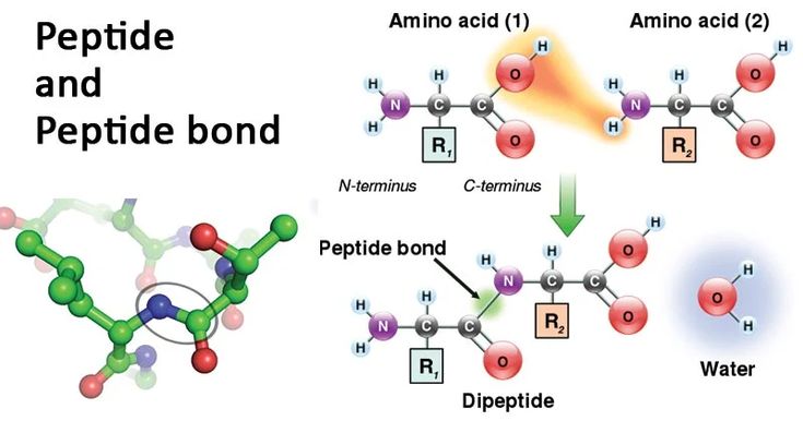 peptides for fitness